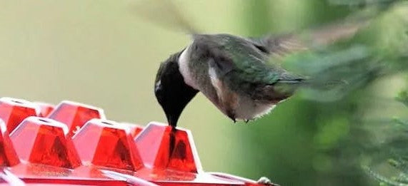 Comedero para colibríes a prueba de hormigas con perchero colgante para exteriores