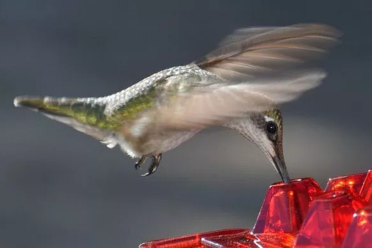 Comedero para colibríes a prueba de hormigas con perchero colgante para exteriores