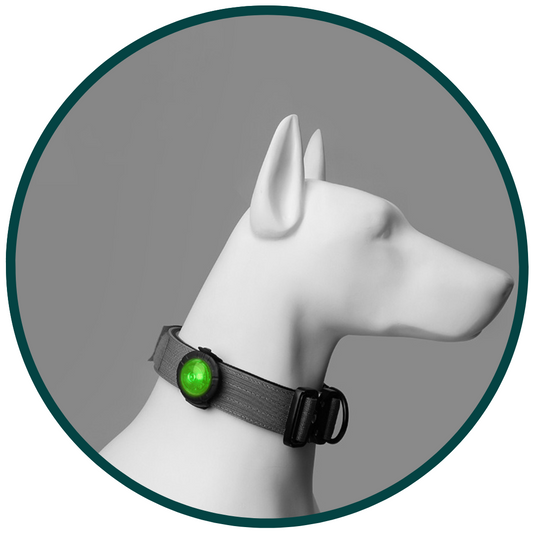 Luz de seguridad para mascotas