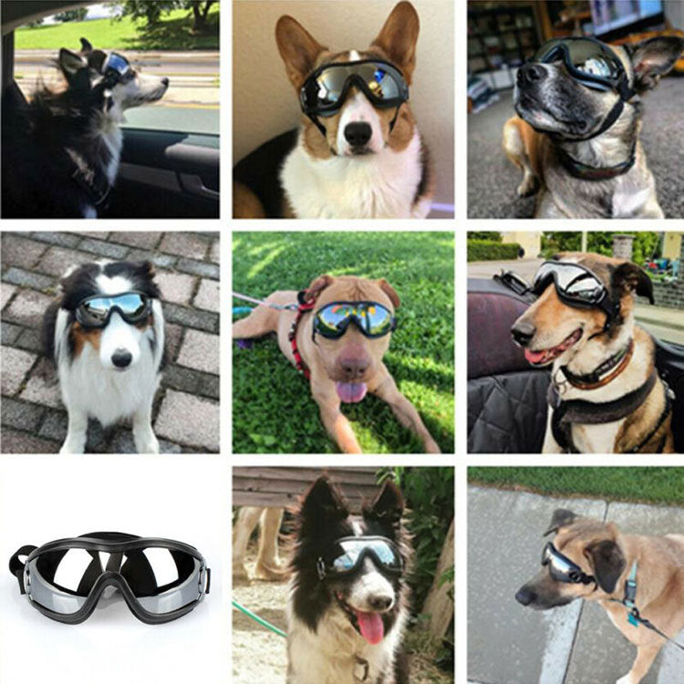 Hundebriller