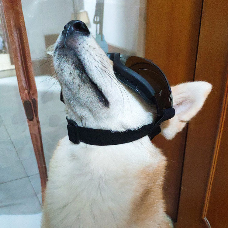 Hundebriller