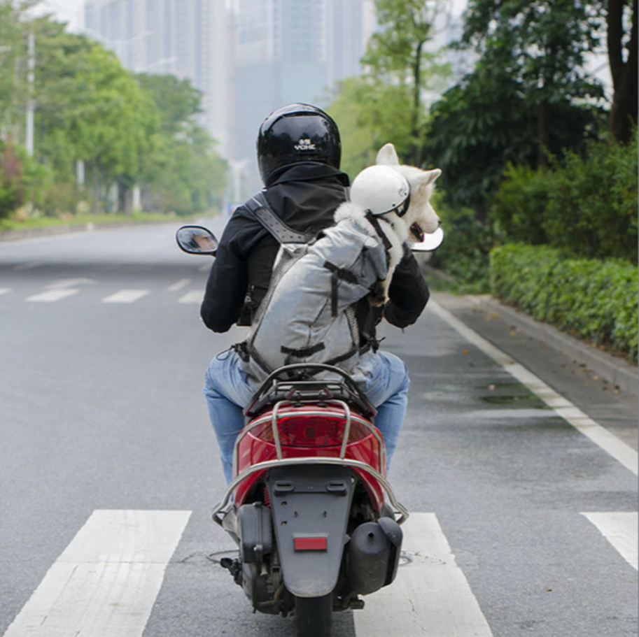Sac à dos porte-chien