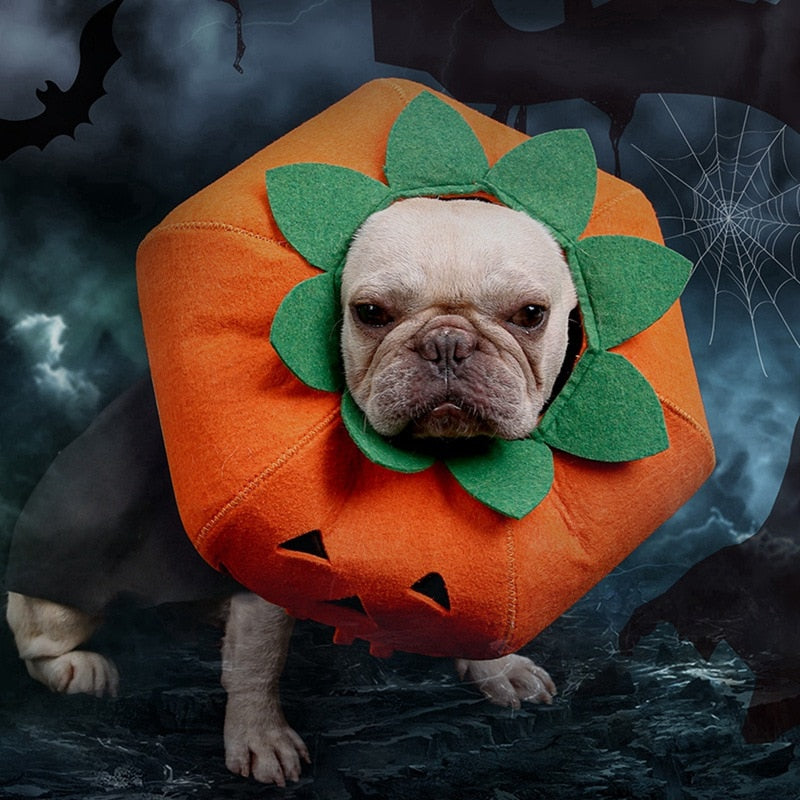 Maskeraddräkt: Pumpa