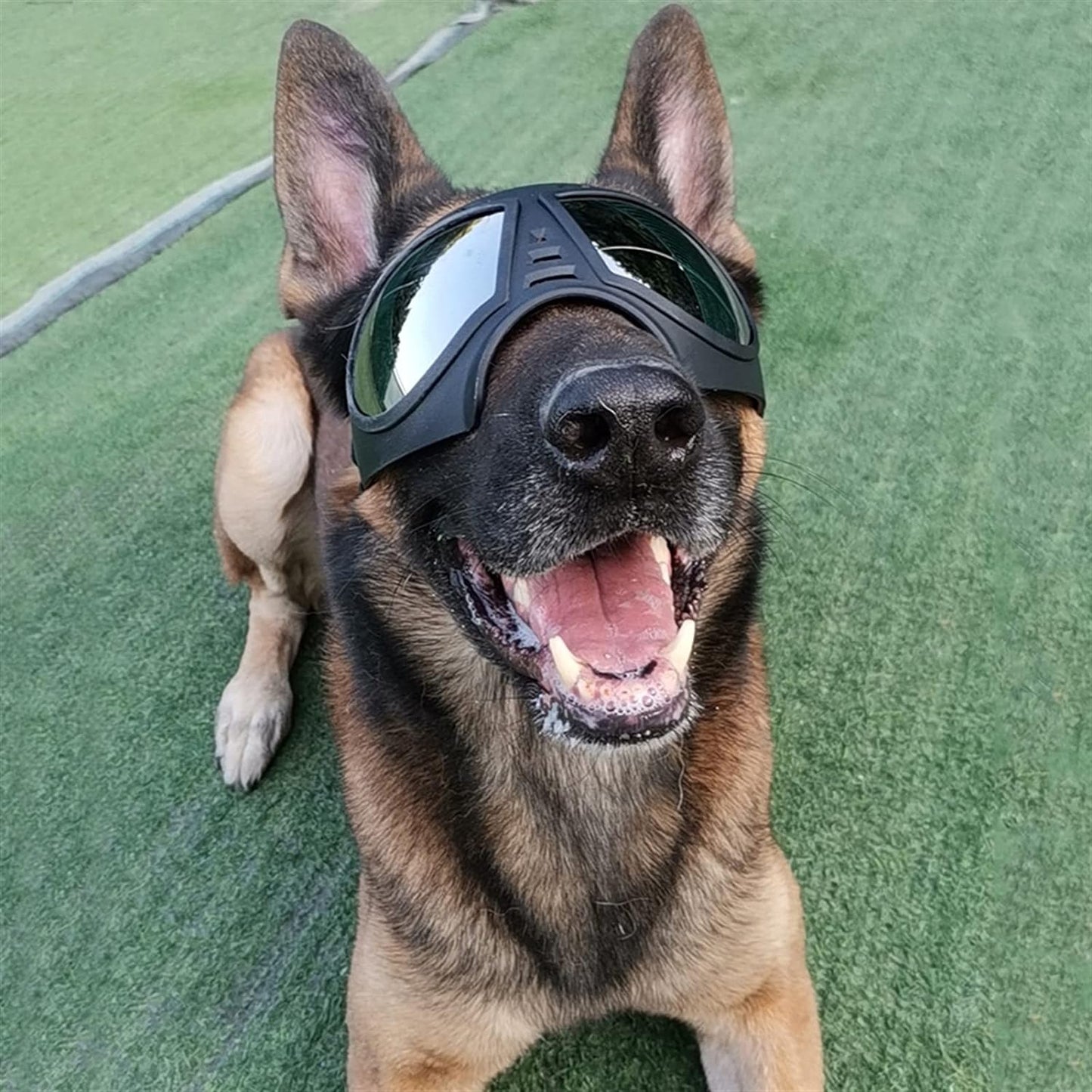 DogSki Goggles