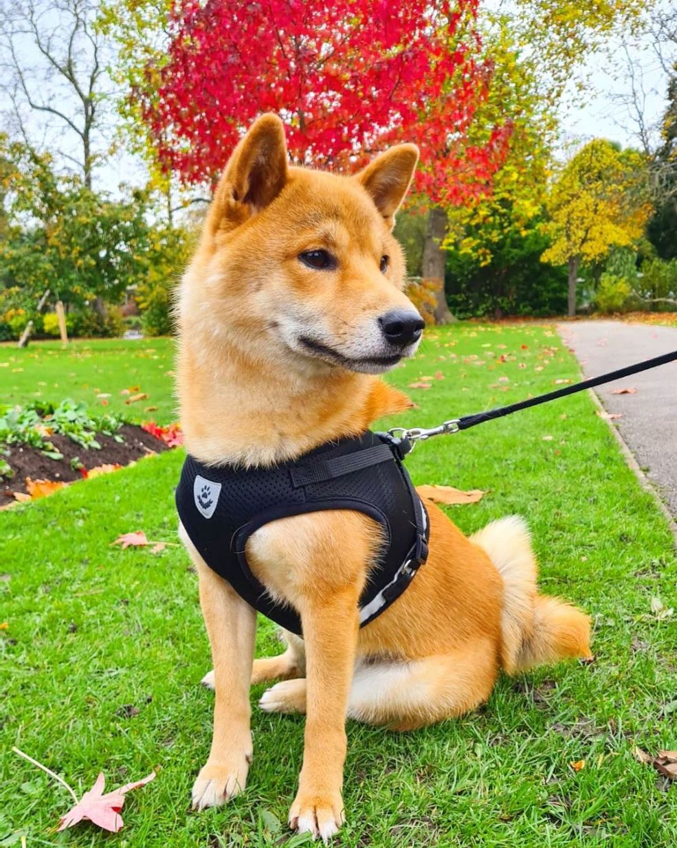 Pettorina e guinzaglio per cane Bouboo