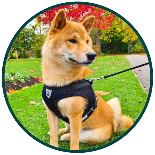 Harnais et laisse pour chien Bouboo