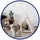 Bohemsk kjæledyr TeePee