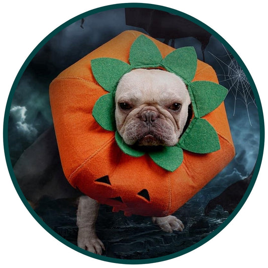Maskeraddräkt: Pumpa