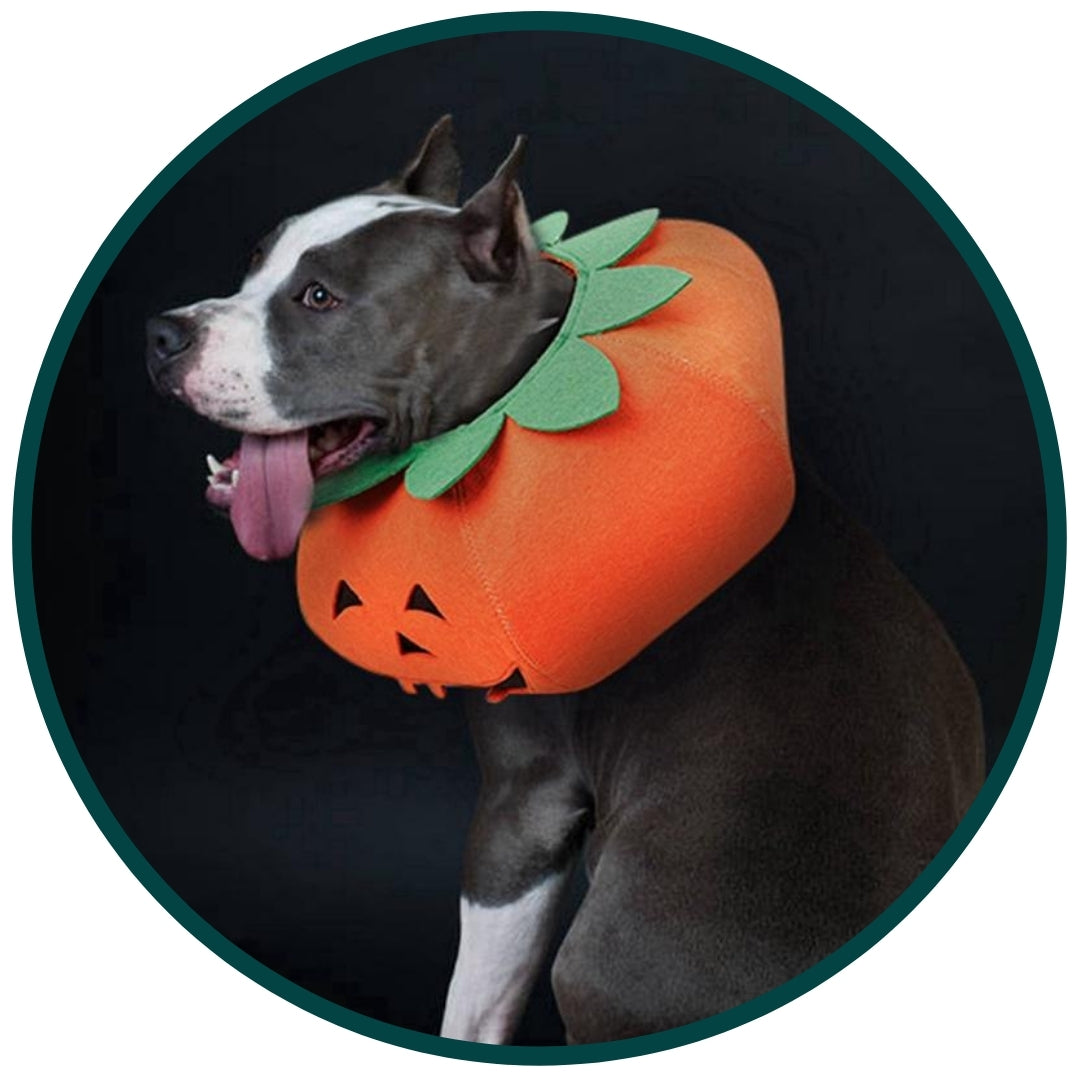 Maskeraddräkt: Pumpa