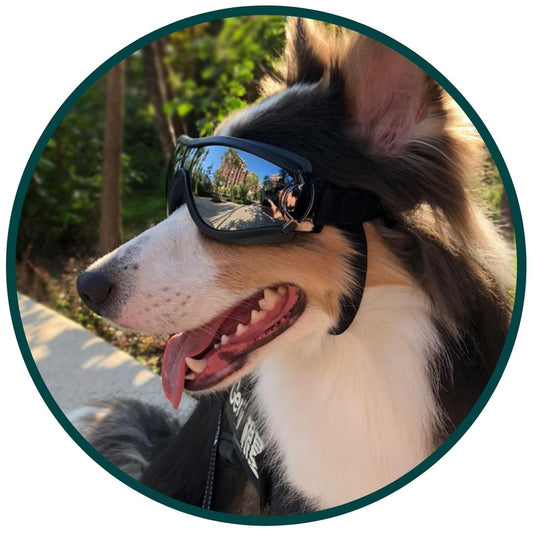 Lunettes de chien