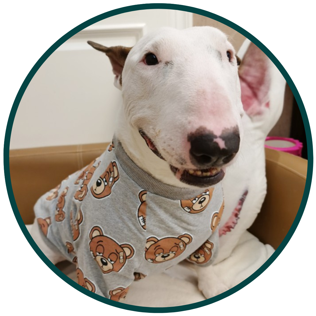 Bear Print Clothing