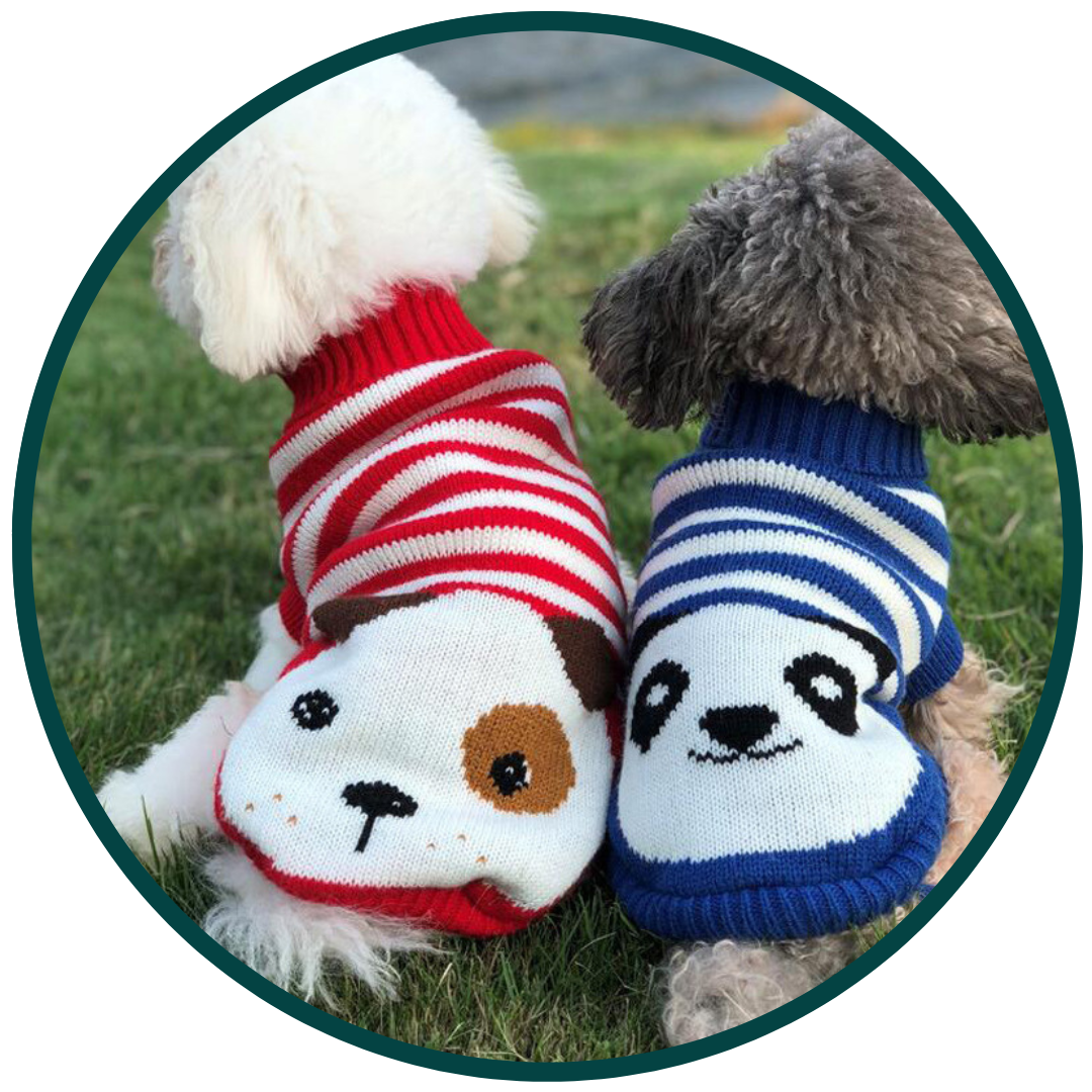 Petit pull pour chien en laine