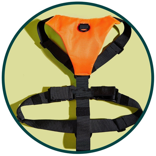 Basic Harness