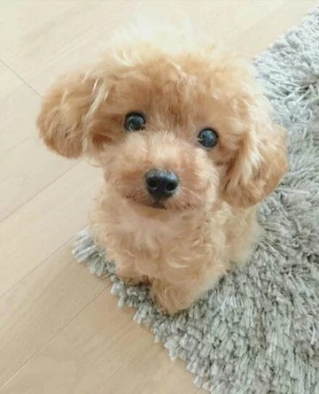 Orso di peluche realistico cane fortunato cucciolo di peluche