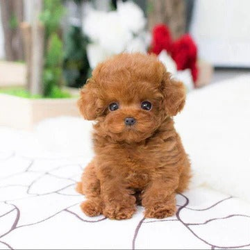 Orso di peluche realistico cane fortunato cucciolo di peluche