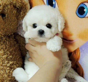 Peluche réaliste chien Teddy chanceux chiot