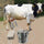 Machine de traite par aspiration pour vaches / chèvres, équipement robuste 6L